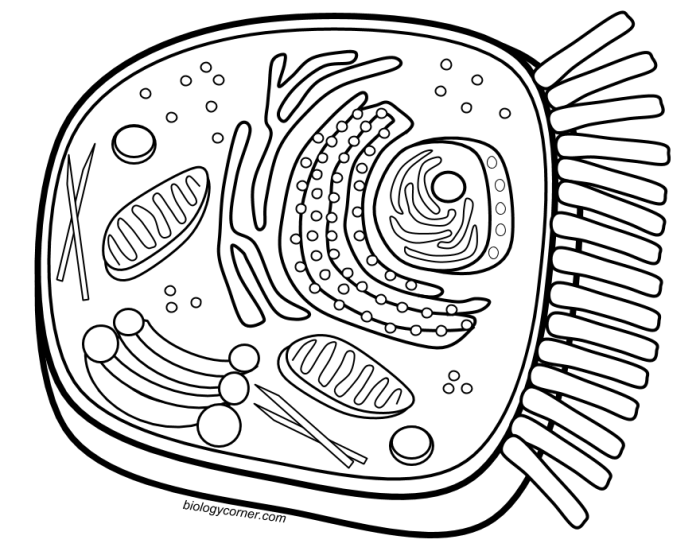 Golgi apparatus animal plant cell coloring