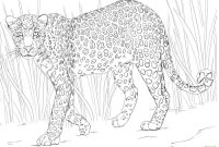 African animal coloring p