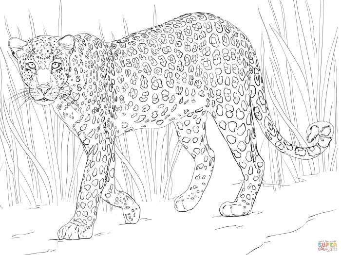 African animal coloring p