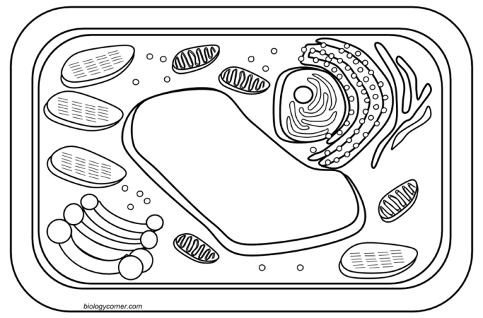 Golgi apparatus animal plant cell coloring