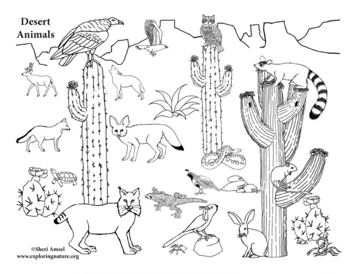 Desert animal coloring pages easy