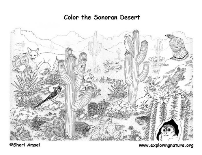 Coloring desert pages animal animals spider habitat printable adult tarantula plants kids patterns realistic sahara habitats spiders pademelon getcolorings color