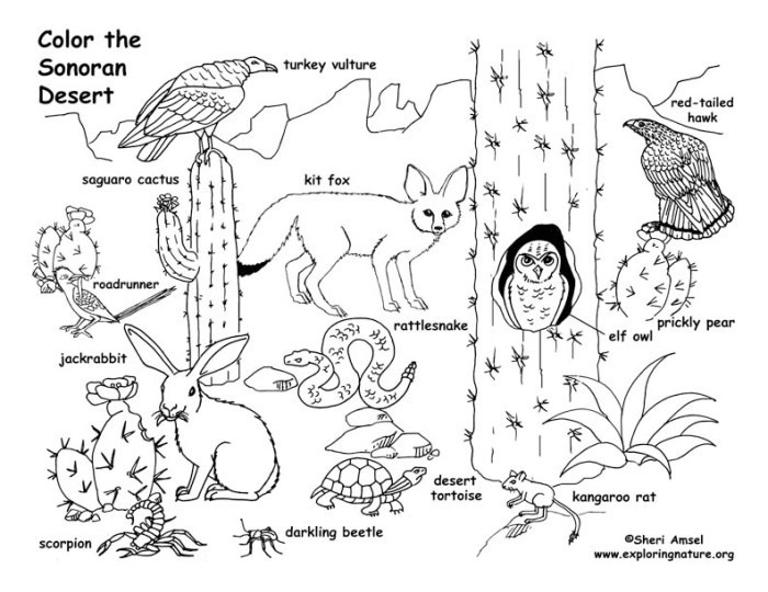 Desert animals coloring pages pdf