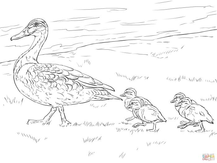 Duck and duckling animal coloring pages