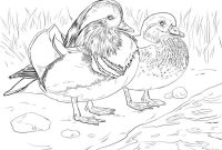 Duck and duckling animal coloring pages