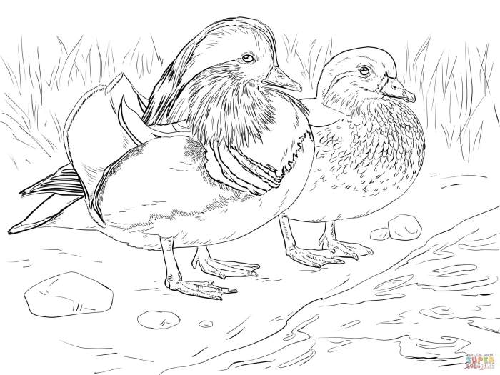 Duck and duckling animal coloring pages