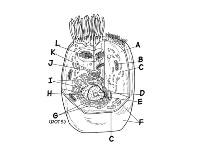 Golgi apparatus animal plant cell coloring