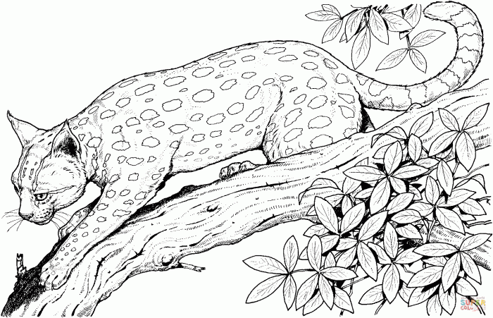 Free wild animals coloring pages